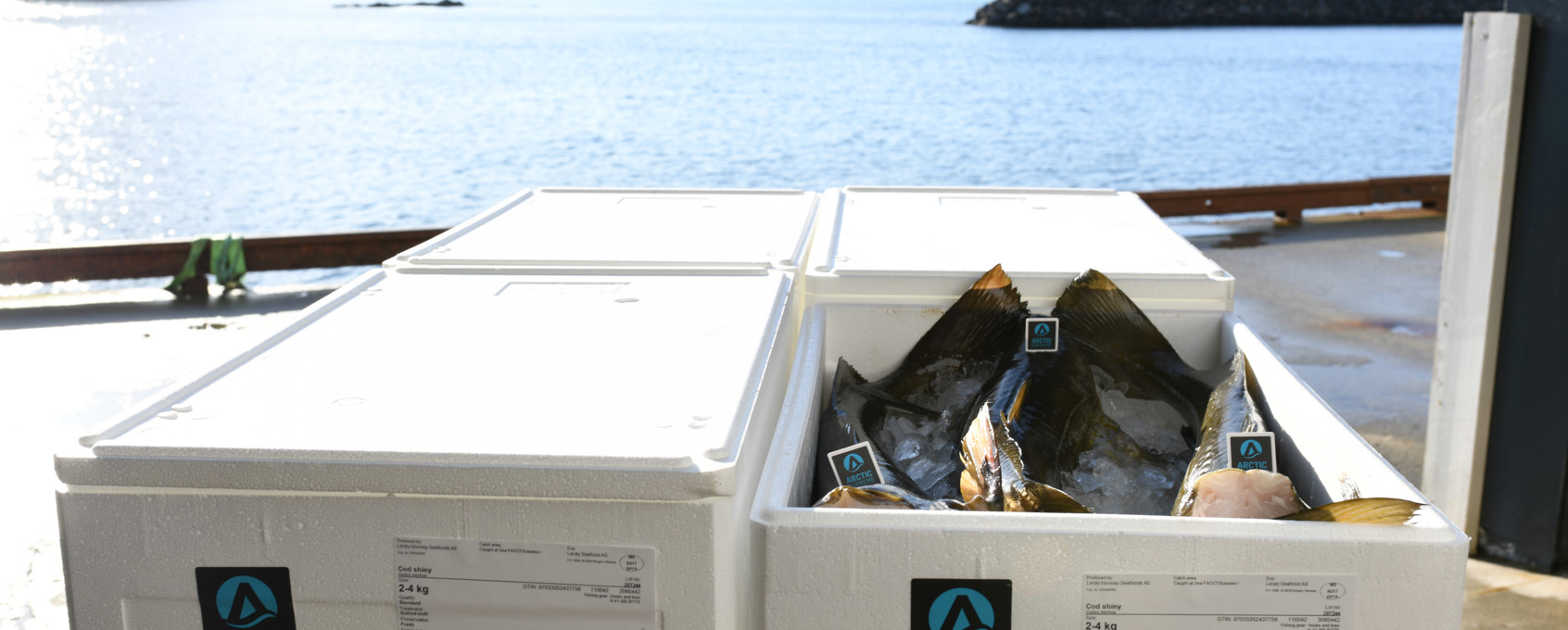 Fisher on shore with cod
