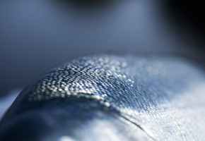 A salmon with focus on its skin