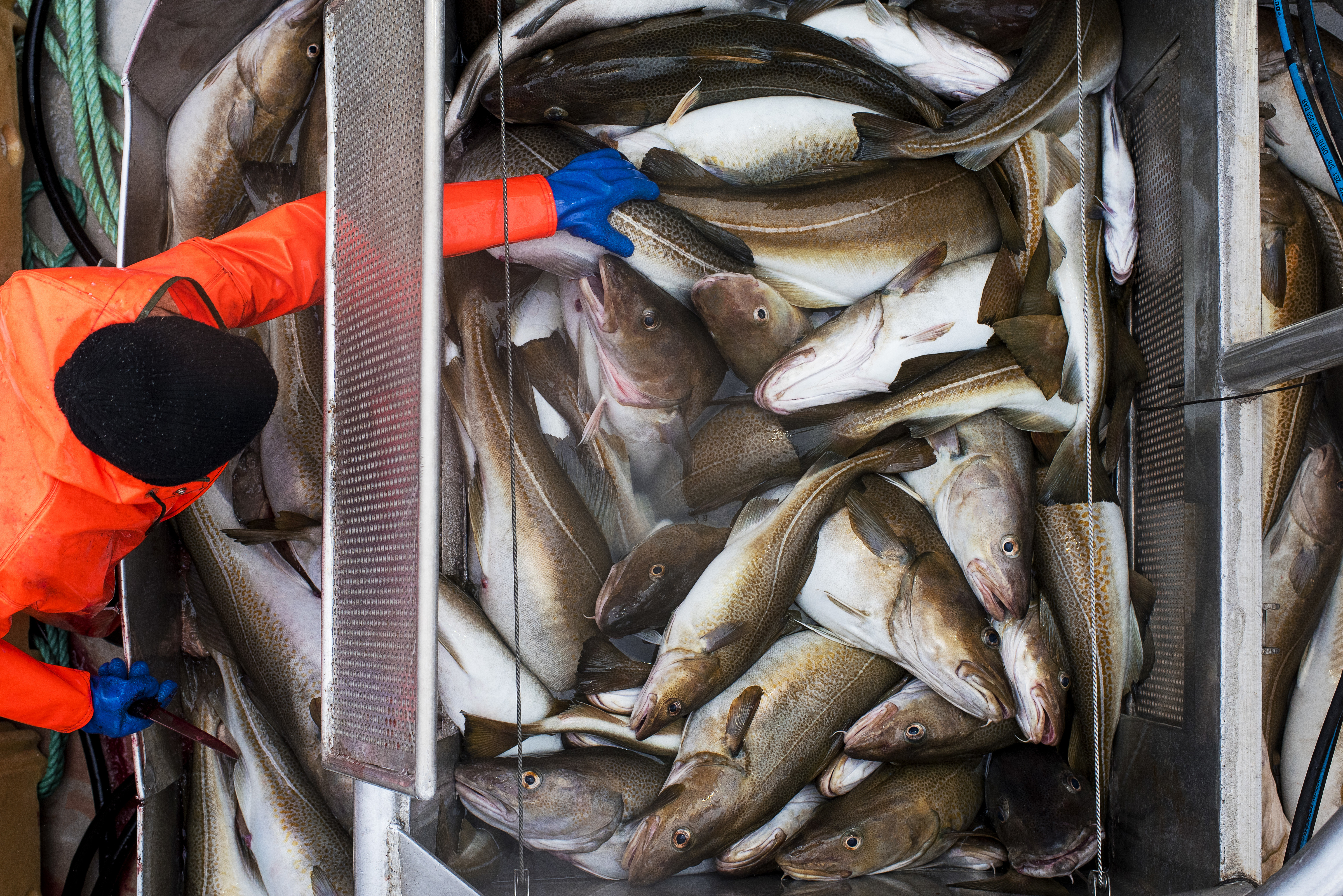 Cod onboard a boat with a fishermen