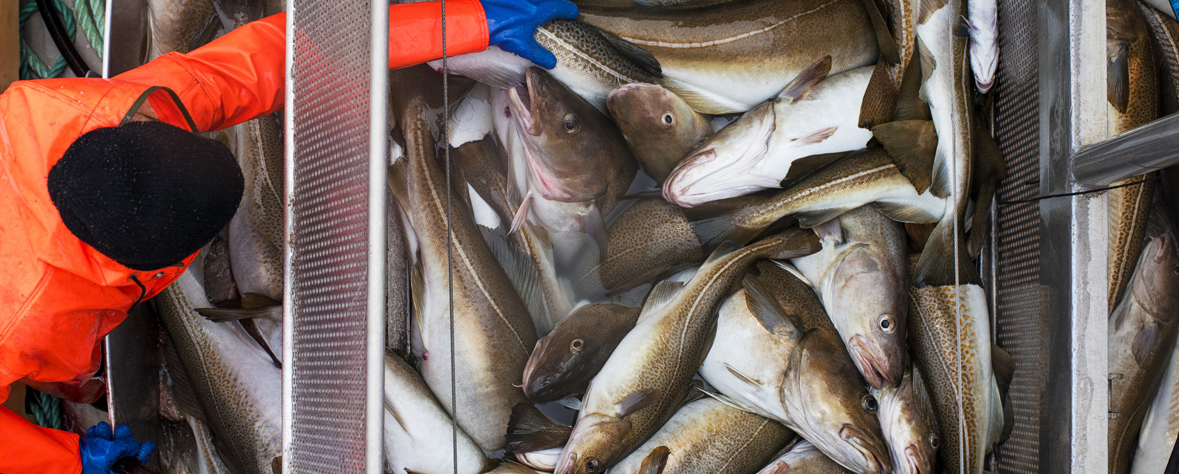Cod onboard a boat with a fishermen