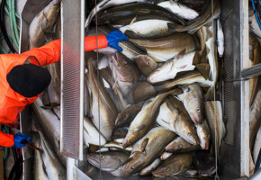 Cod onboard a boat with a fishermen