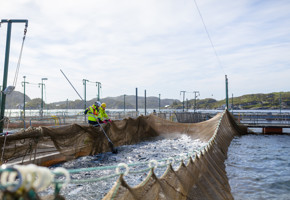 Ansatte på havbruksanleg