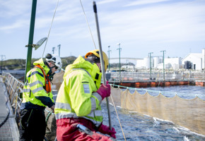 Employees working by the fish cages