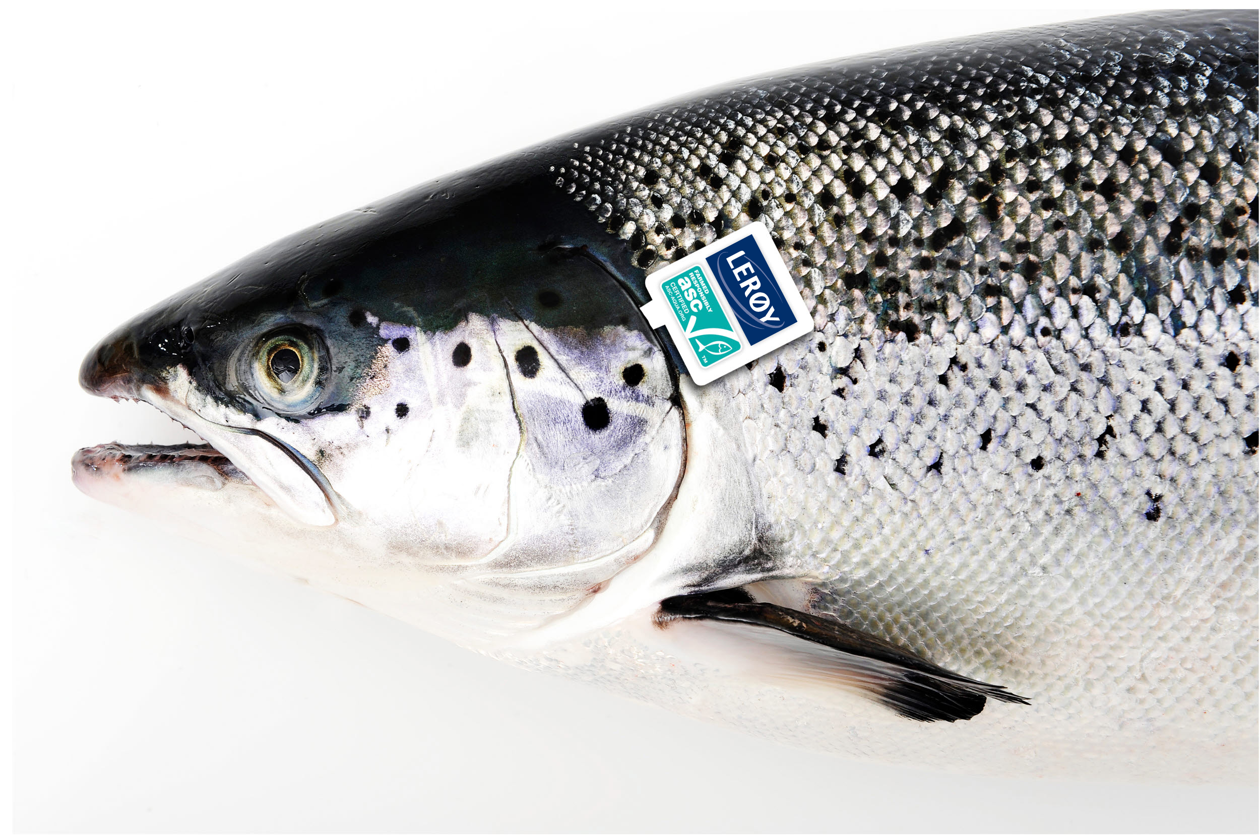 Salmon with ASC-tag