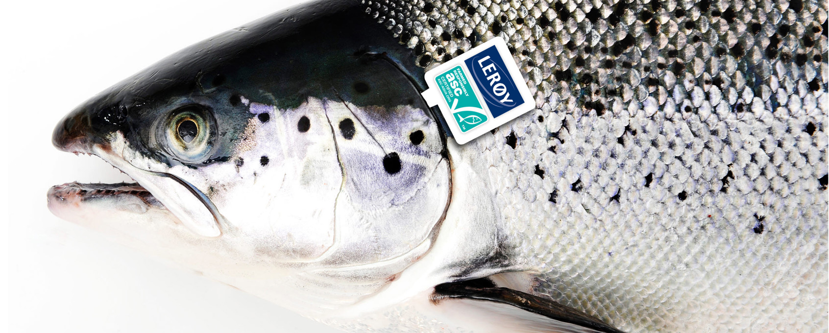 Salmon with ASC-tag
