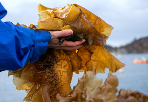 A person is holding up seaweed