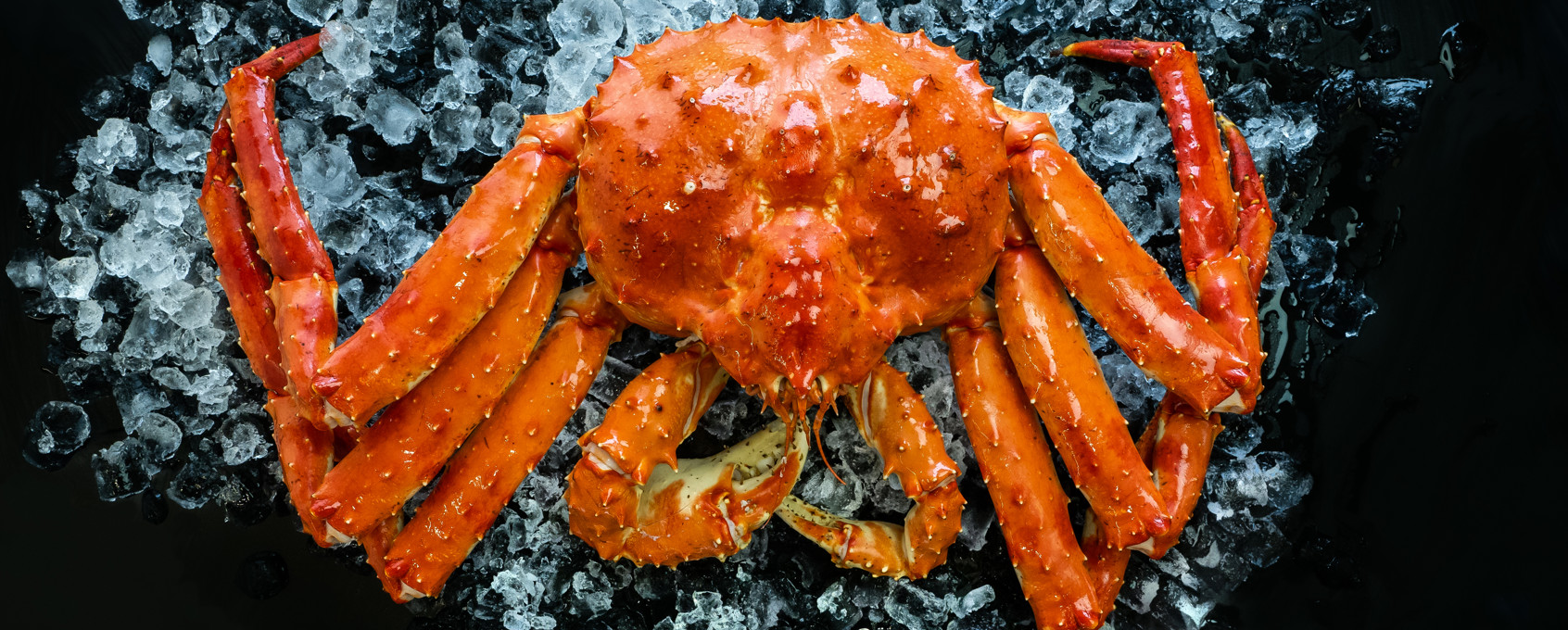 Norwegian Red King Crab