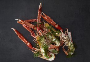 Norwegian Langoustine